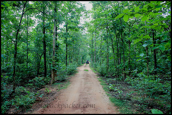 A Safari Trail Inside The Barnawapara Wildlife Sanctuary