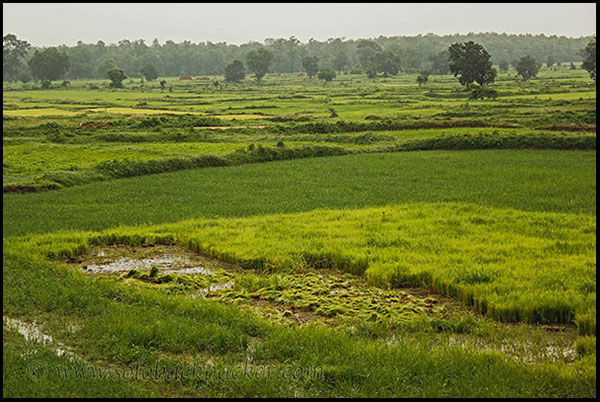 Lush Green Paddy Fields