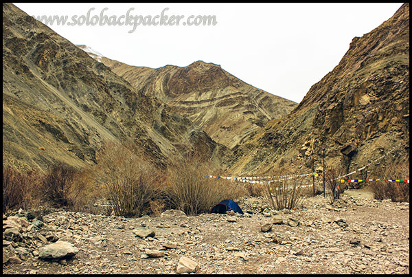 Our Tent in Hemis Park