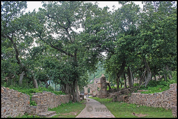 Banyan Trees Along The Way