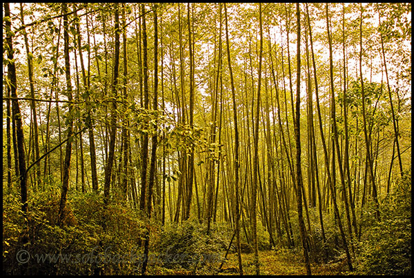 Dense Forest Around Yuksom