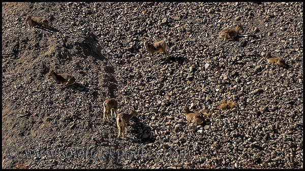 Bharal on a hill in Hemis Park