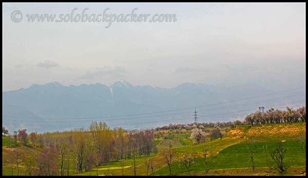 Saffron Fields in Pampore