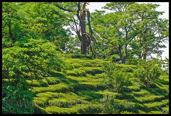 Tea Gardens Near Dharamshala