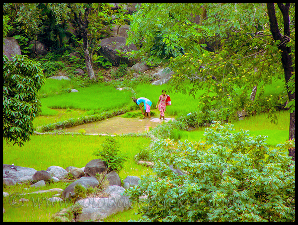 People Working in The Field