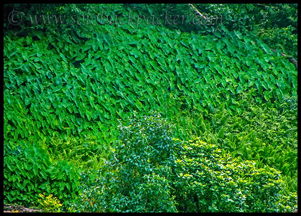 Plantation Near Chetru Village