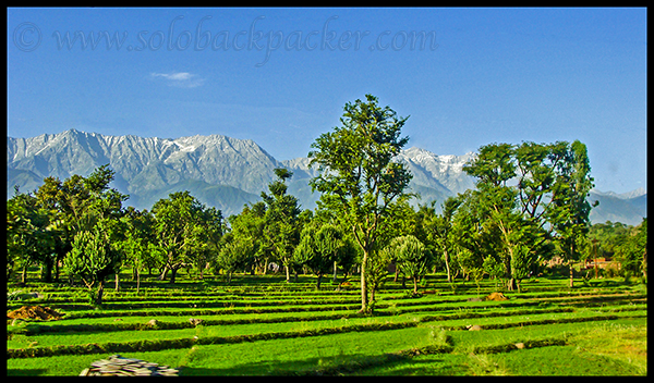 View of Dhauladhar from Kangra