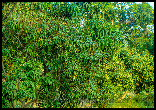 A Leechi Tree at Chetru Village