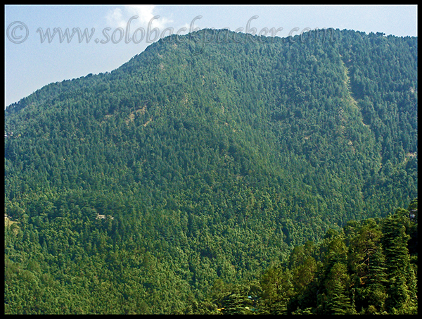 Lush Green Forest Cover of Pine and Cedar Trees