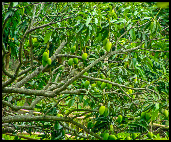 A Mango Tree at Chetru Village