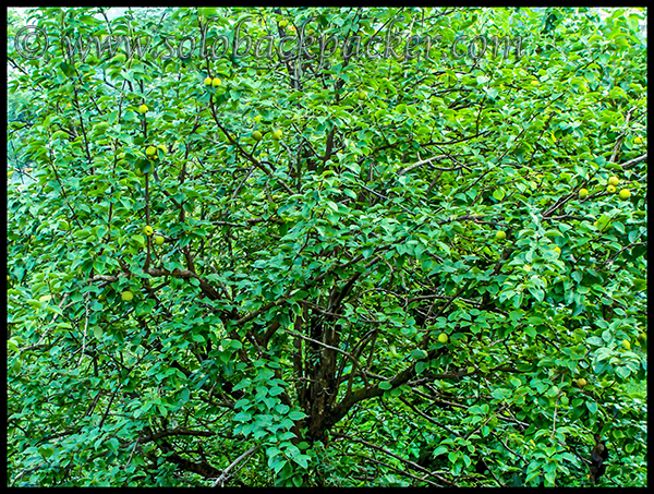 A Nashpati Tree 