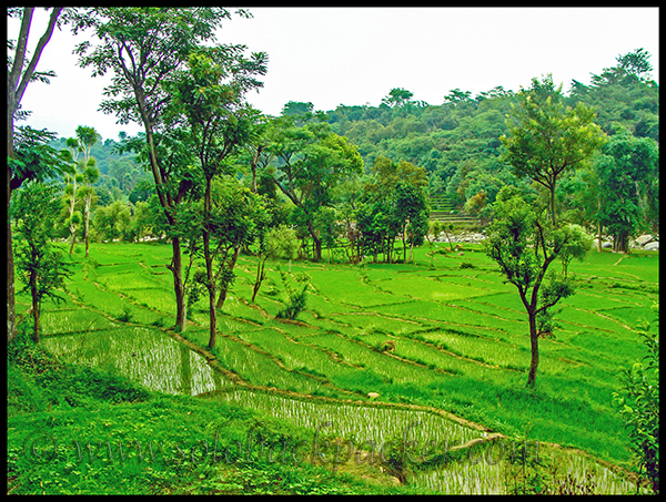 Paddy Fields at Chetru