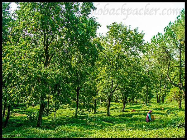 Tea Gardens in Palampur