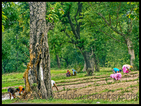 People Working in The Fields