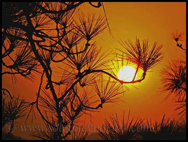 Sunset Through the Pine Trees