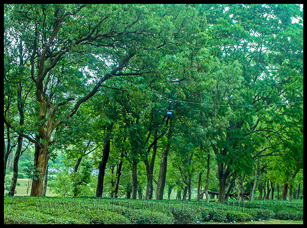 Tea Gardens in Taragarh