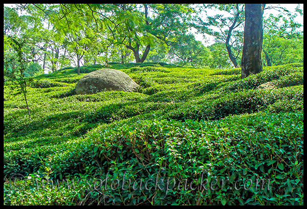 Tea Gardens in Dharamshala