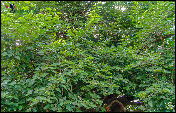 Kalpavriksha at Joshimath