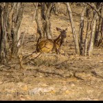 Ranthambhore National Park