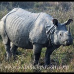 Pobitora Wildlife Sanctuary: Sighting The Great Indian One-Horn Rhinoceros