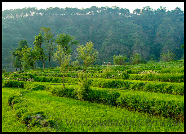 Paddy Fields Near Chetru Village