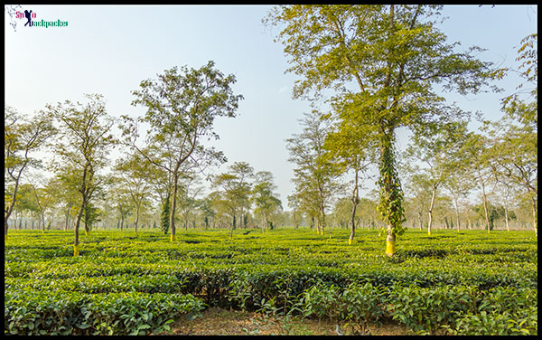 Tea Gardens Near Ledo Town