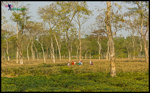 Tea Gardens Near Digboi