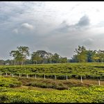 Tea Gardens In Doom Dooma and Dhola-Sadiya Bridge