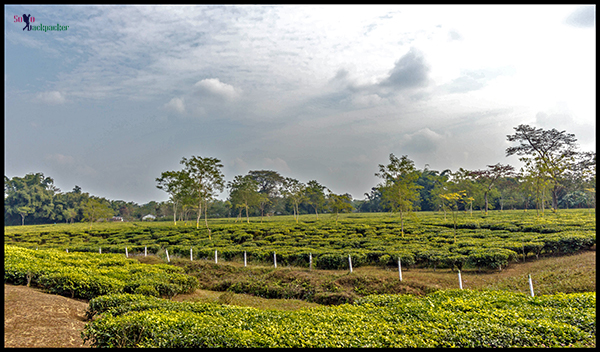 Read more about the article Tea Gardens In Doom Dooma and Dhola-Sadiya Bridge
