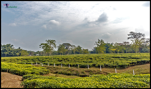 Tea Garden Near Doom Dooma