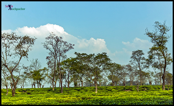 Tea Plantation Near Doom Doooma
