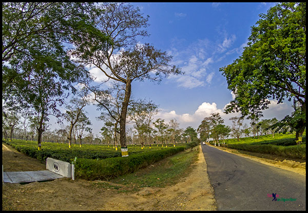 Doom Dooma Tea Gardens in Upper Assam