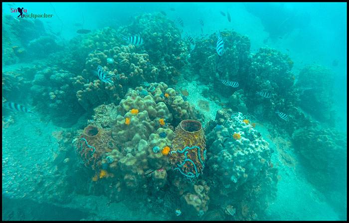 Scuba Diving in Koh Tao