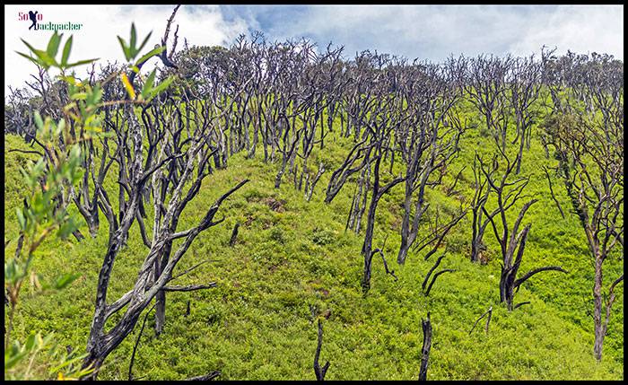 Dzukou Valley: Dry Trees in the Valley