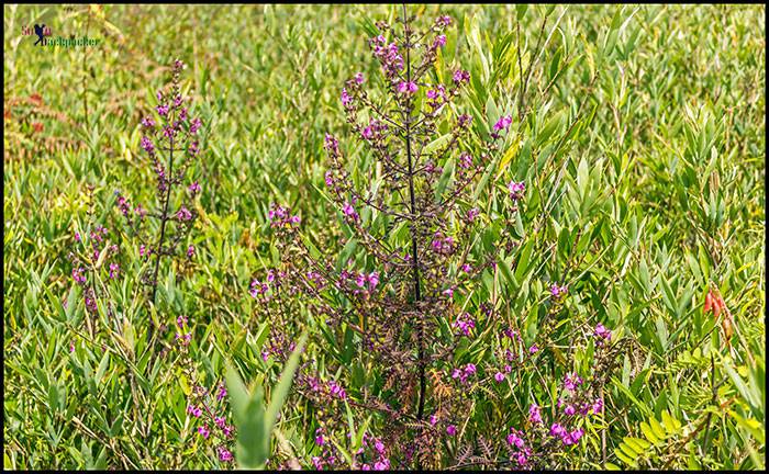 Dzukou Valley: Flowers in the valley