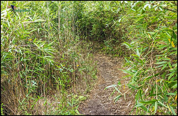 Dzukou Valley: Trekking Trail through the Bamboo plants