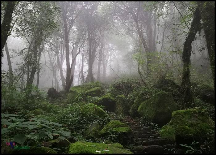 Dzukou Valley: Walking through the mist in a deep forest