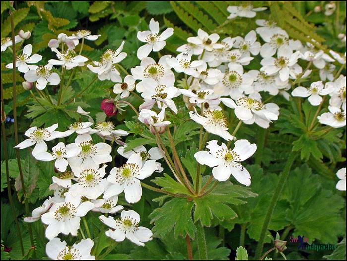 Anemone tetrasepala in valley aof flowers