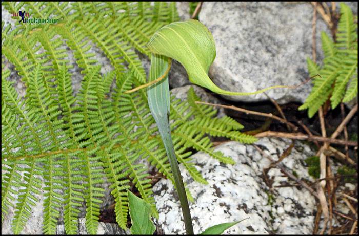 Arisaema jacquemontii @Valley of Flowers