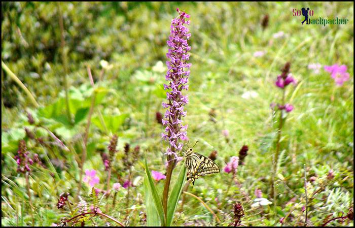 Butterfly on Dactylorhiza Hatagirea