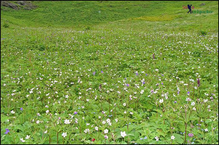 Flower Carpet at Valley Of Flowers