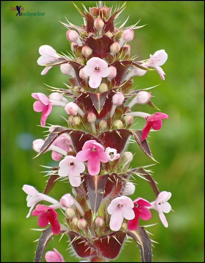 Morina longifolia or Biskandru valley of flowers