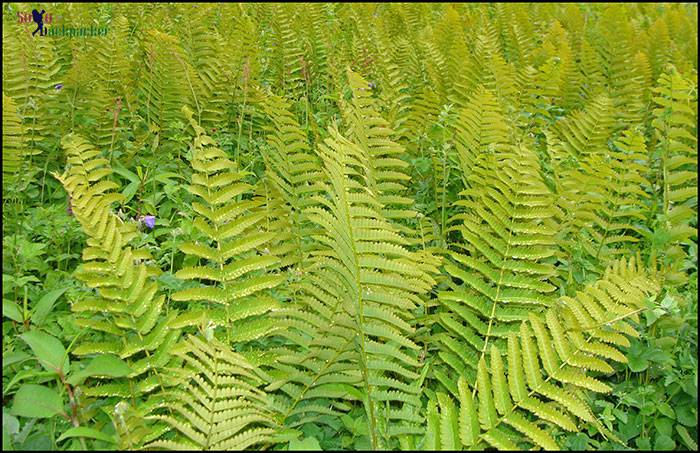 Osmunda Ferns at Valley of Flowers