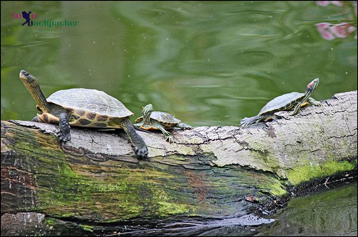 A Group of Turtles Kowloon City Park