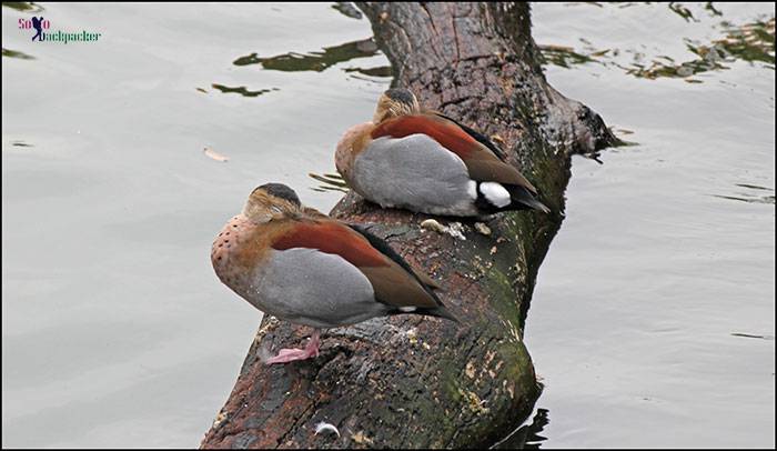 A pair of birds at Kowloon Park