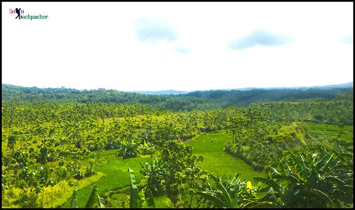 Banana Plantation on the way