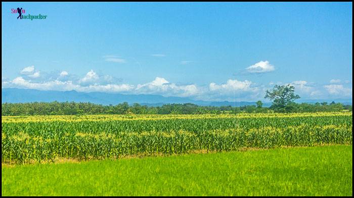 Barley Fields in Java Island