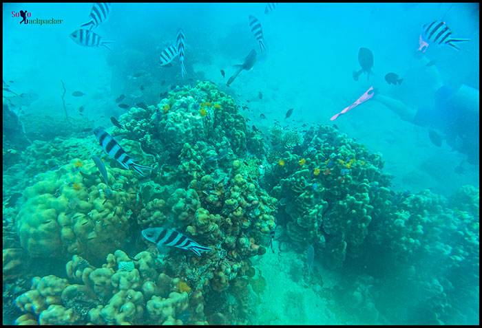 Diving at Koh Tao