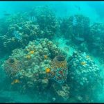 How to Get Scuba Diving Certifications in India?