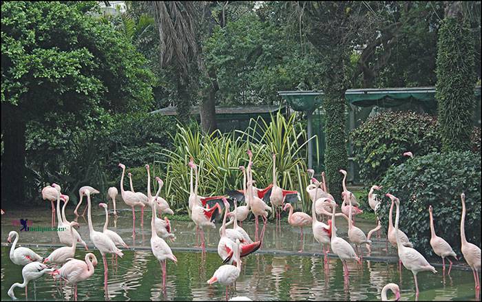 Group of Flamingos at Kowloon City Park